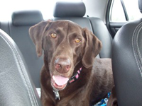 A Chocolate Labrador sitting in the back of his car